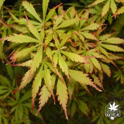 Acer-palmatum-Jerre-s-schwartz-ete