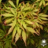 Acer-palmatum-Jerre-s-schwartz-ete