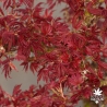 Acer-palmatum-Jerre-s-schwartz-printemps