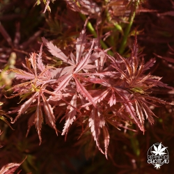 Acer-palmatum-Jerre-s-schwartz-printemps