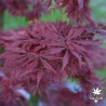 Acer-palmatum-Jerre-s-schwartz-printemps
