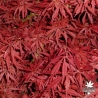 Acer-palmatum-Jerre-s-schwartz-printemps