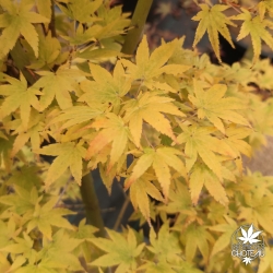 Acer-palmatum-Japanese-sunrise-automne