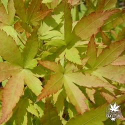 Acer-palmatum-Japanese-sunrise-debut-automne
