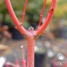 acer-palmatum-japanese-sunrise-ecorce