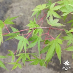 Acer-palmatum-Isobel-ete