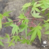 Acer-palmatum-Isobel-ete