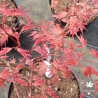 acer-palmatum-isobel-printemps-2
