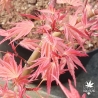 acer-palmatum-isobel-printemps-2