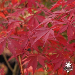 acer-palmatum-inazuma-automne