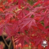 acer-palmatum-inazuma-automne