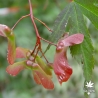 acer-palmatum-inazuma-fruits