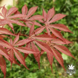 acer-palmatum-inazuma-printemps-2
