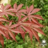 acer-palmatum-inazuma-printemps-2
