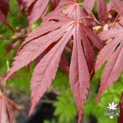 acer-palmatum-inazuma-printemps-2