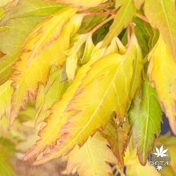 Acer-palmatum-Hosoba-koshimino-printemps-2