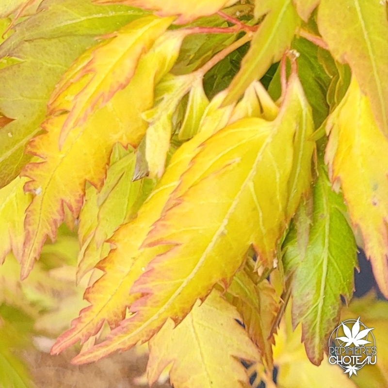 Acer-palmatum-Hosoba-koshimino-printemps-2
