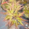 Acer-palmatum-Hosoba-koshimino-printemps-2