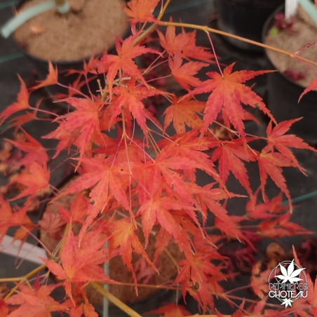 Acer-palmatum-Horizontalis-automne