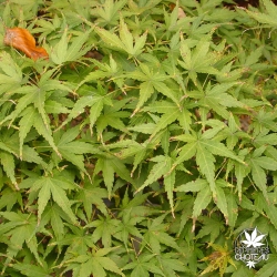 acer-palmatum-horizontalis-fin-d-ete
