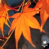 Acer-palmatum-Hiryu-automne