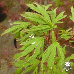 acer-palmatum-hiryu-printemps