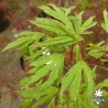acer-palmatum-hiryu-printemps