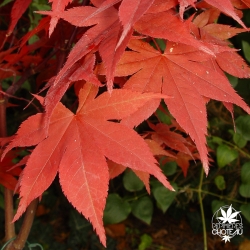 acer-palmatum-hino-tsukasa-automne