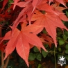 acer-palmatum-hino-tsukasa-automne