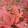 acer-palmatum-hino-tsukasa-ete