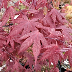 Acer-palmatum-Hino-tsukasa-printemps