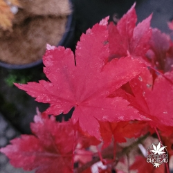 Acer-palmatum-Hino-tori-nishiki-automne-2