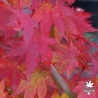 Acer-palmatum-Hino-tori-nishiki-automne-2