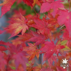 Acer-palmatum-Hino-tori-nishiki-automne-2