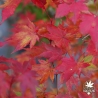 Acer-palmatum-Hino-tori-nishiki-automne-2