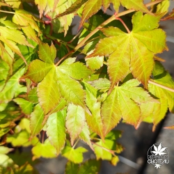 Acer-palmatum-Hino-tori-nishiki-ete-2.jpg