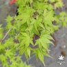 Acer-palmatum-Hino-tori-nishiki-ete
