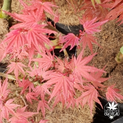 acer-palmatum-hino-tori-nishiki-fin-de-printemps