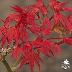 Acer-palmatum-Hino-tori-nishiki-printemps-2