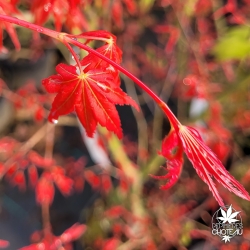 Acer-palmatum-Hino-tori-nishiki-printemps-2
