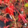 Acer-palmatum-Hino-tori-nishiki-printemps-2