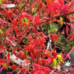 Acer-palmatum-Hino-tori-nishiki-printemps-2