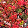 Acer-palmatum-Hino-tori-nishiki-printemps-2
