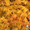 Acer-palmatum-Peaches-and-cream-automne-2