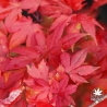 Acer-palmatum-Peaches-and-cream-automne-2