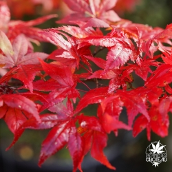 Acer-palmatum-Peaches-and-cream-automne-2