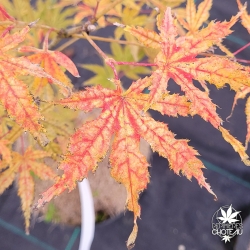 Acer-palmatum-Peaches-and-Cream-debut-d-automne