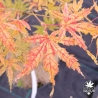 Acer-palmatum-Peaches-and-Cream-debut-d-automne