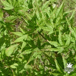 acer-palmatum-peaches-and-cream-ete-2