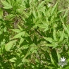 acer-palmatum-peaches-and-cream-ete-2